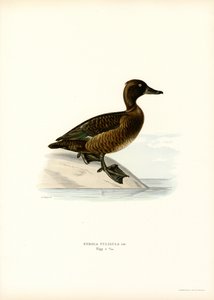 Tuftattu ankka (väri litho) tekijältä Magnus Ferdinand and Wilhelm von Wright