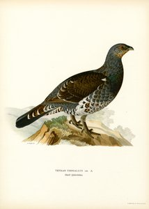 Länsimetso (väri litho) tekijältä Magnus Ferdinand and Wilhelm von Wright
