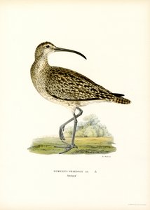 Whimbrel (väri litho) tekijältä Magnus Ferdinand and Wilhelm von Wright