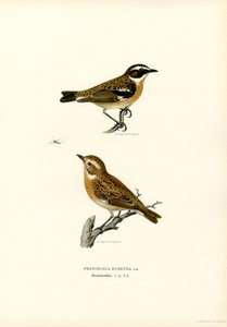 Whinchat (väri litho) tekijältä Magnus Ferdinand and Wilhelm von Wright