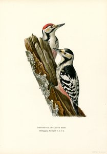 Valkoselkätikka (väri litho) tekijältä Magnus Ferdinand and Wilhelm von Wright