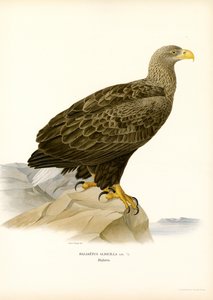 Merikotka (väri litho) tekijältä Magnus Ferdinand and Wilhelm von Wright