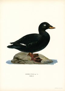 Scoter d