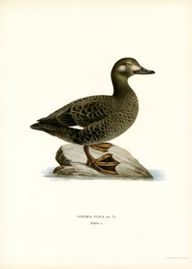 Valkosiipinen Scoter (väri litho) tekijältä Magnus Ferdinand and Wilhelm von Wright