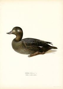 Valkosiipinen Scoter (väri litho) tekijältä Magnus Ferdinand and Wilhelm von Wright