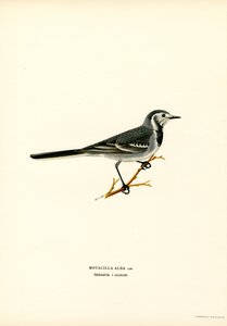 White Wagtail (väri litho) tekijältä Magnus Ferdinand and Wilhelm von Wright