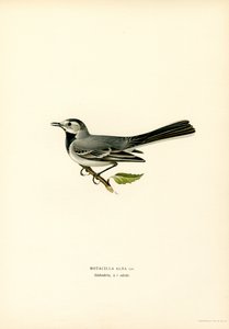 White Wagtail (väri litho) tekijältä Magnus Ferdinand and Wilhelm von Wright