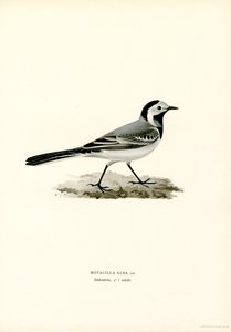 White Wagtail (väri litho) tekijältä Magnus Ferdinand and Wilhelm von Wright
