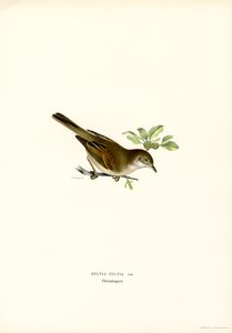 Whitethroat (väri litho) tekijältä Magnus Ferdinand and Wilhelm von Wright