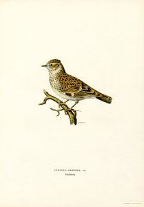 Wood Lark (väri litho) tekijältä Magnus Ferdinand and Wilhelm von Wright