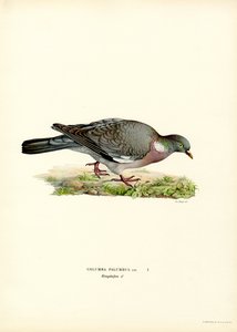 Wood Pigeon (väri litho) tekijältä Magnus Ferdinand and Wilhelm von Wright