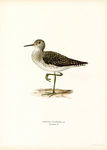 Wood Sandpiper (väri litho) tekijältä Magnus Ferdinand and Wilhelm von Wright