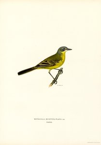 Keltainen wagtail (väri litho) tekijältä Magnus Ferdinand and Wilhelm von Wright
