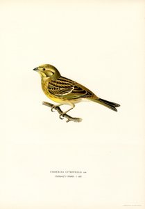 Keltavasara (Emberiza citrinella) (väri litho) tekijältä Magnus Ferdinand and Wilhelm von Wright