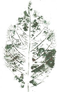 Kasvikuviopainatus