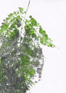 Luonnonmukainen vihreä saniainen tekijältä Maira Ribena