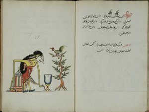 Kurkuma Java, MS 41 s. 54, kuva 27, 1830