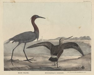 Blue Crane, Hudsonian Godwit, Childs und Inmanin litho, J. und T. Doughtyn teoksesta The Cabinet of Natural History and American Rural Sports, 1832 tekijältä Mannevillette Elihu Dearing Brown