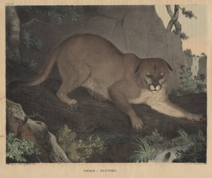 Cougar or Panther, teoksesta "From Cabinet of Natural History and American Rural Sports", kirjoittanut J.T. Doughty, 1832 tekijältä Mannevillette Elihu Dearing Brown