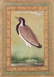 Intian lapwing, noin 1800