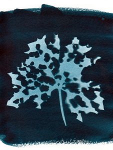 Sairas lehti, 2023 (syanotypia) tekijältä Marco Campedelli