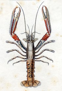 Luonnonhistoriallinen levy: Langoustine Marc Elieser Bloch Ichtyologien jälkeen Pariisi - Berliini - Lontoo 1787. tekijältä Marcus Élieser Bloch