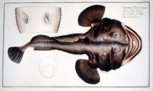 Luonnonhistoriallinen lautanen: Marc Elieser Bloch Ichtyologie Paris - Berliini - Lontoo 1787 Lotte d