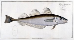 Luonnonhistoriallinen taulu: valkoturska Marc Elieser Bloch Ichtyologien jälkeen Pariisi - Berliini - Lontoo 1787. tekijältä Marcus Élieser Bloch