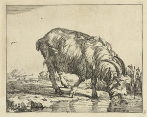 juomassa vuohia Goats and Bucks (sarjan nimi) tekijältä Marcus de Bye