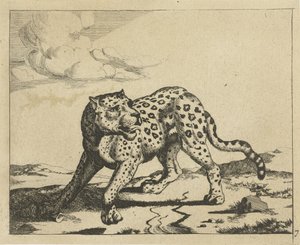 Leopardi seisoo vasemmalla, pää oikealle Leopardit (sarjan nimi) tekijältä Marcus de Bye