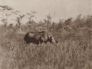 Selaaminen tekijältä Marcuswell Maxwell