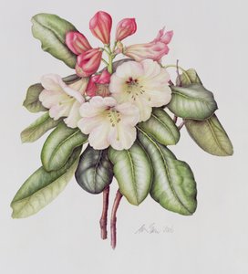 Rhododendron (akvarelli paperille)