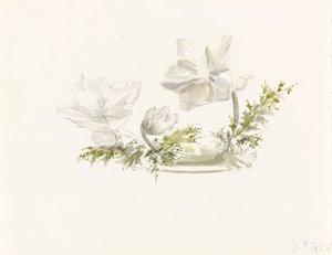 Tutkimus kukka-asetelmasta (grafiitti, akvarelli) tekijältä Margaret Louisa Herschel
