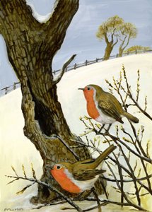 Pari Robineja tekijältä Margaret Loxton