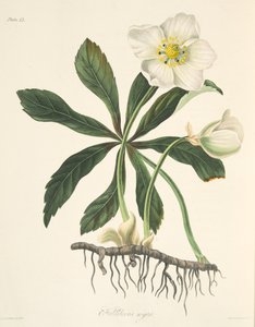 Black Hellebore tai jouluruusu, julkaisusta Floral Illustrations of the Seasons, pub. 1829 (käsin väritetty kaiverrus). tekijältä Margaret Roscoe