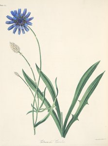 Blue Catananche, teoksesta Floral Illustrations of the Seasons, pub. 1829 (käsin väritetty kaiverrus). tekijältä Margaret Roscoe