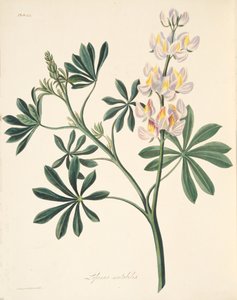 Vaihtokukkainen lupiini, teoksesta Floral Illustrations of the Seasons, pub. 1829 (käsin väritetty kaiverrus).