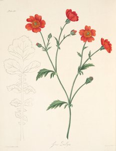 Chilean Avens, julkaisusta Floral Illustrations of the Seasons, pub. 1829 (käsin väritetty kaiverrus). tekijältä Margaret Roscoe