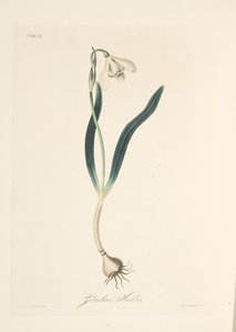 Common Snowdrop, kirjasta Floral Illustrations of the Seasons, pub. 1829 (käsin väritetty kaiverrus). tekijältä Margaret Roscoe