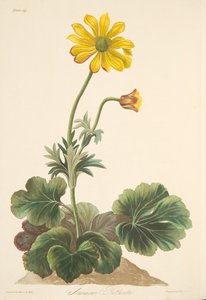 Cyclamen-leaved Anemone, teoksesta Floral Illustrations of the Seasons, pub. 1829 (käsin väritetty kaiverrus). tekijältä Margaret Roscoe