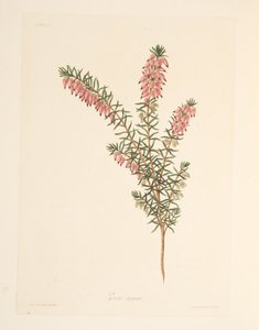 Lihanvärinen, varhain virtaava Heath, teoksesta Floral Illustrations of the Seasons, pub. 1829 (käsin väritetty kaiverrus). tekijältä Margaret Roscoe