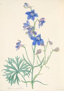 Great Flowered Larkspur, julkaisusta Floral Illustrations of the Seasons, pub. 1829 (käsin väritetty kaiverrus)