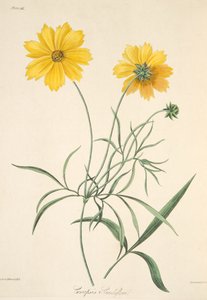 Suuri kukkiva Tickseed, vuodenaikojen kukkakuvituksista, pub. 1829 (käsin väritetty kaiverrus).