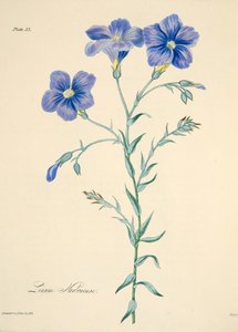 Narbonnen pellava, julkaisusta Floral Illustrations of the Seasons, pub. 1829 (käsin väritetty kaiverrus). tekijältä Margaret Roscoe