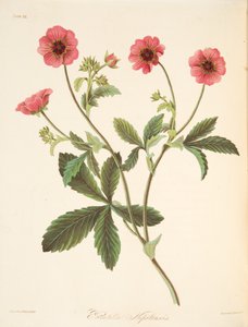 Nipal Potentilla, julkaisusta Floral Illustrations of the Seasons, pub. 1829 (käsin väritetty kaiverrus). tekijältä Margaret Roscoe