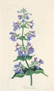 Ovate-leaved Penstemon, julkaisusta Floral Illustrations of the Seasons, pub. 1829 (käsin väritetty kaiverrus). tekijältä Margaret Roscoe