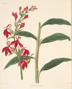 Refulgent Lobelia, julkaisusta Floral Illustrations of the Seasons, pub. 1829 (käsin väritetty kaiverrus) tekijältä Margaret Roscoe
