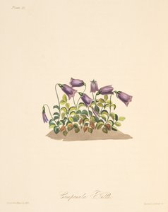 Russet Bell Flower, teoksesta Floral Illustrations of the Seasons, pub. 1829 (käsin väritetty kaiverrus).