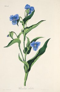 Taivaansininen Commelina, julkaisusta Floral Illustrations of the Seasons, pub. 1829 (käsin väritetty kaiverrus). tekijältä Margaret Roscoe