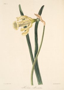 Espanjalainen narsissi, teoksesta Floral Illustrations of the Seasons, pub. 1829 (käsin väritetty kaiverrus).